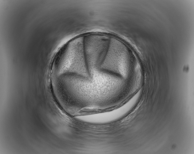 X0000099511367200805291140