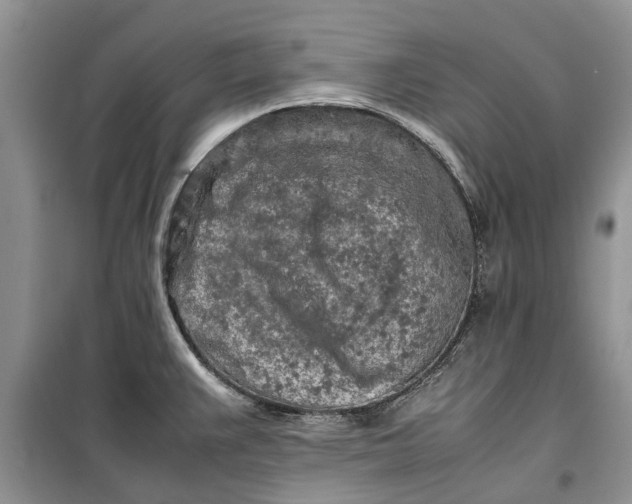 X0000099511383200805291140