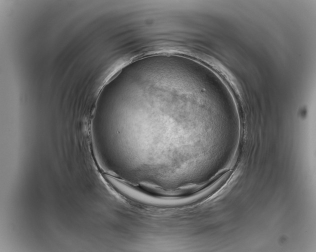X0000099511385200805291140