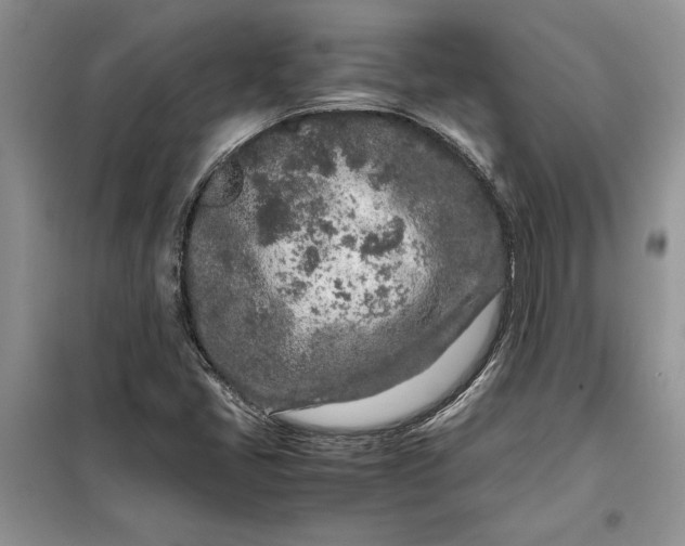 X0000099511405200805291139