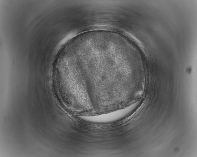 X0000099511411200805291139