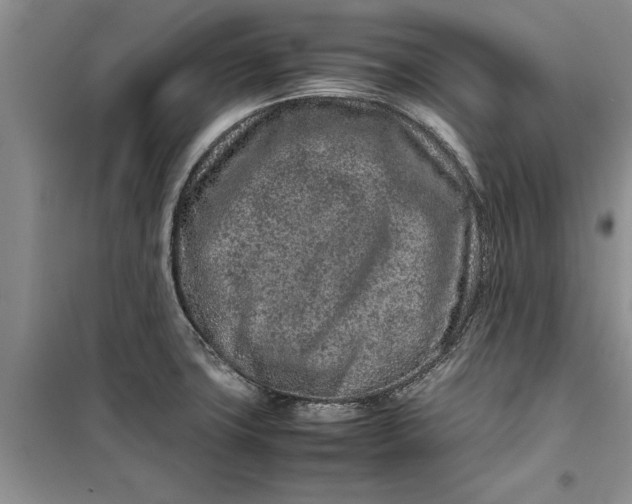 X0000099511427200805291139