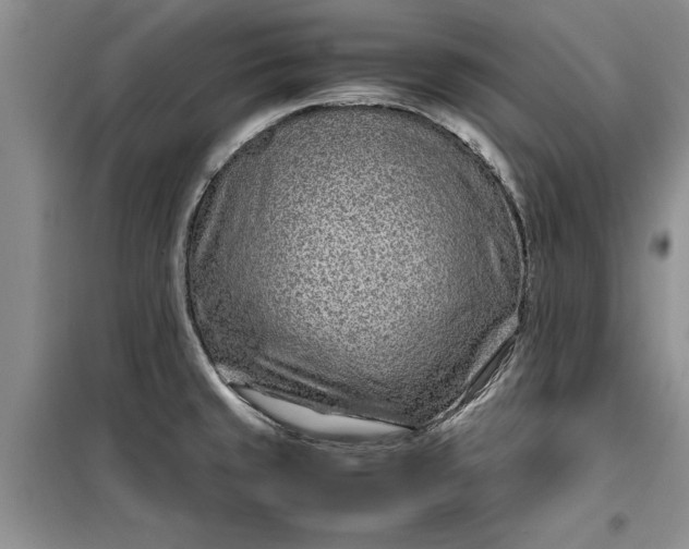 X0000099511429200805291140