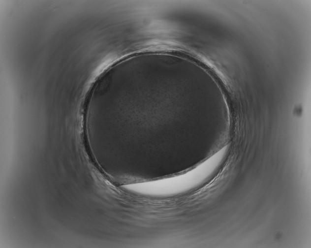 X0000099511459200805291139