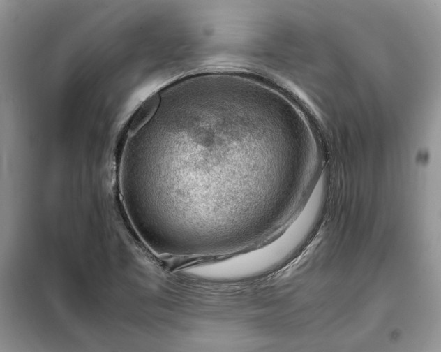 X0000099511461200805291139