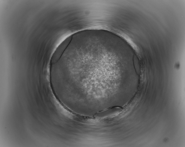 X0000099511468200805291139