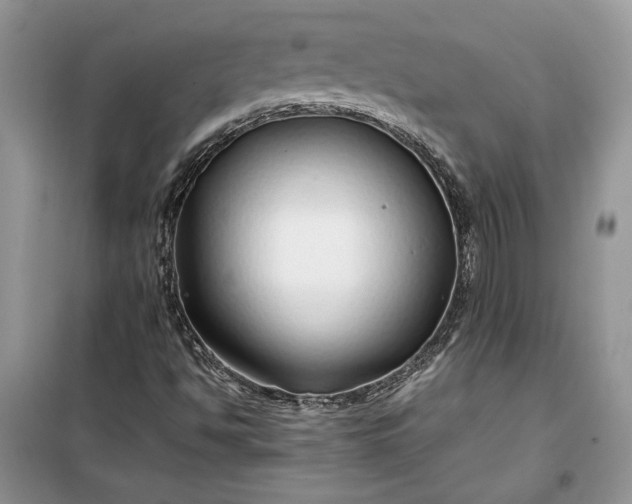X0000099511494200805291138