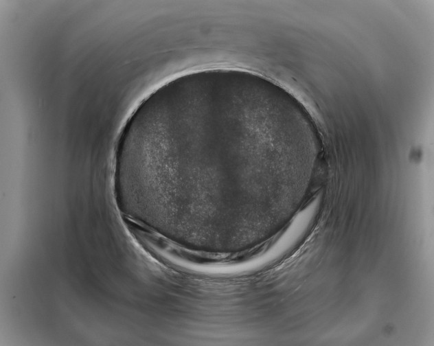 X0000099511508200805291138