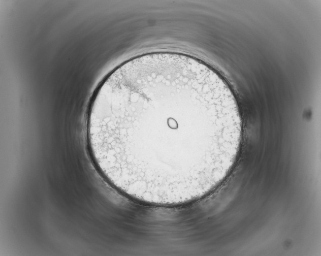 X0000099511514200805291138