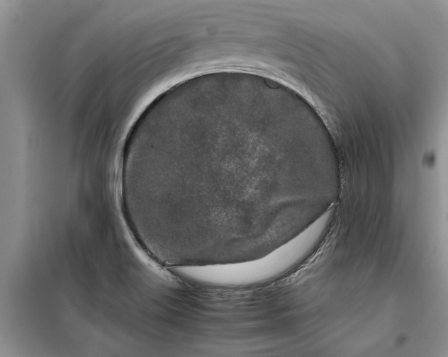 X0000099511515200805291138