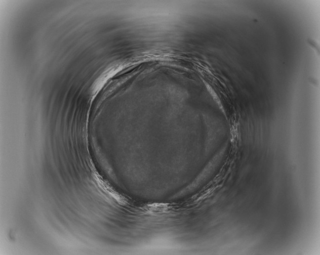 X0000099510052200806051157