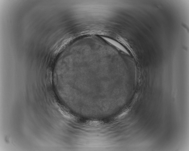 X0000099510205200806051155