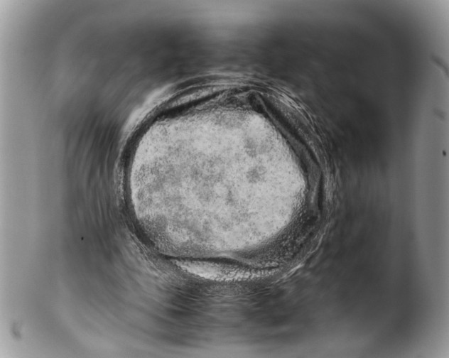 X0000099510343200806051152