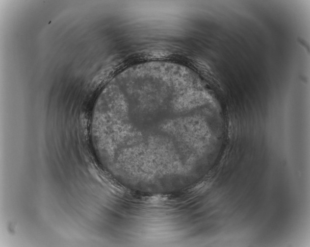 X0000099510366200806051153