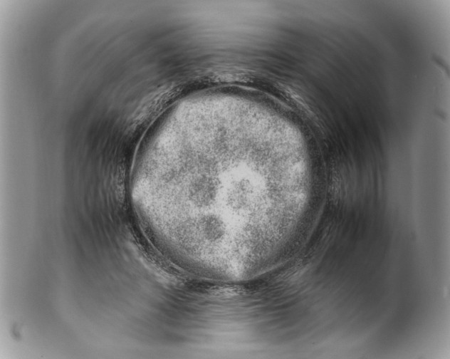 X0000099510402200806051152