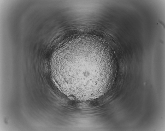 X0000099510511200806051150