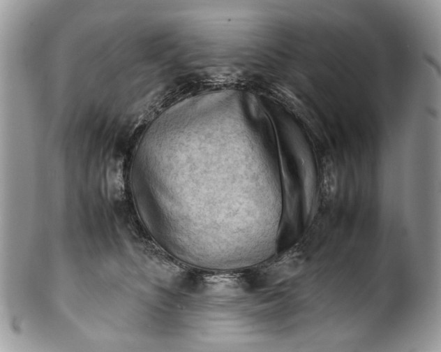 X0000099510516200806051150