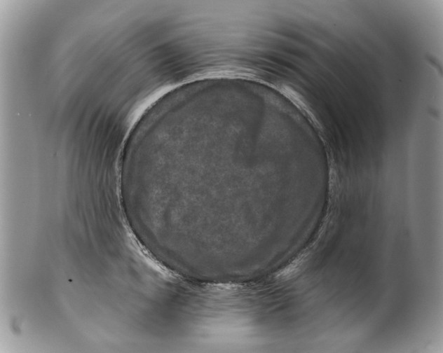 X0000099510854200806051145