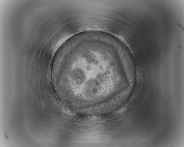 X0000099510879200806051144