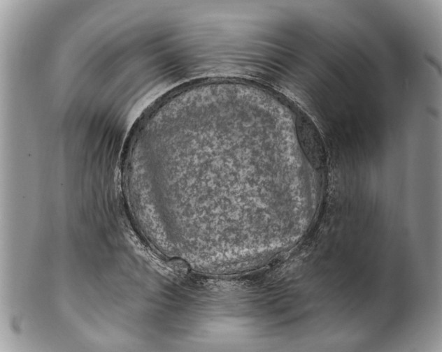 X0000099510928200806051143