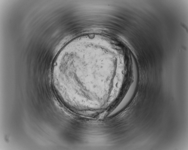 X0000099510994200806051143