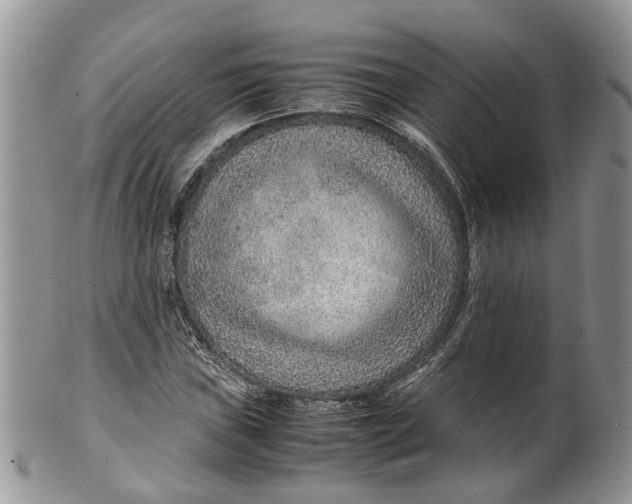 X0000099511019200806051142