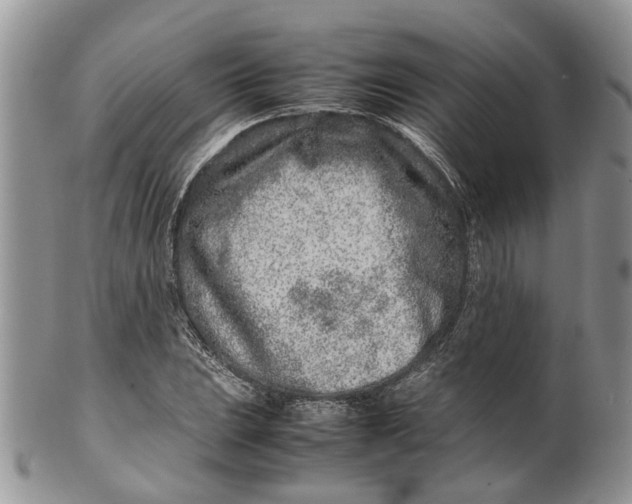 X0000099511023200806051142