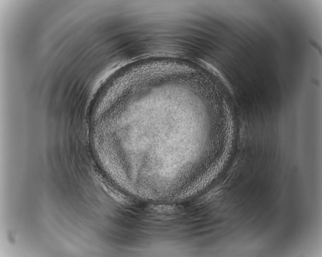 X0000099511027200806051142