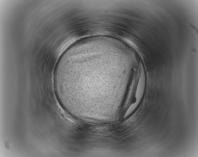 X0000099511047200806051142