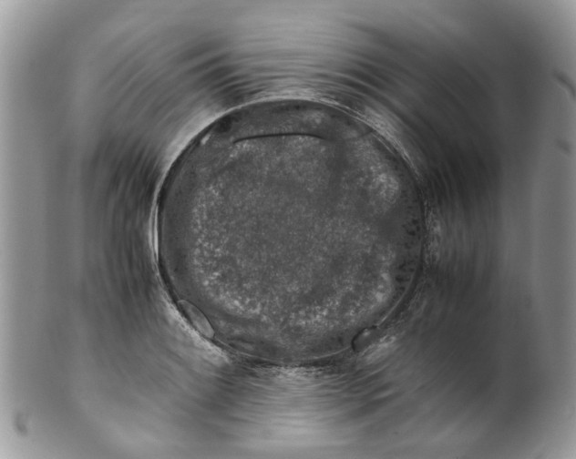 X0000099511084200806051141