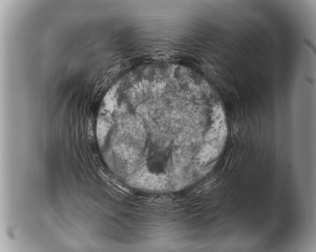 X0000099511106200806051140