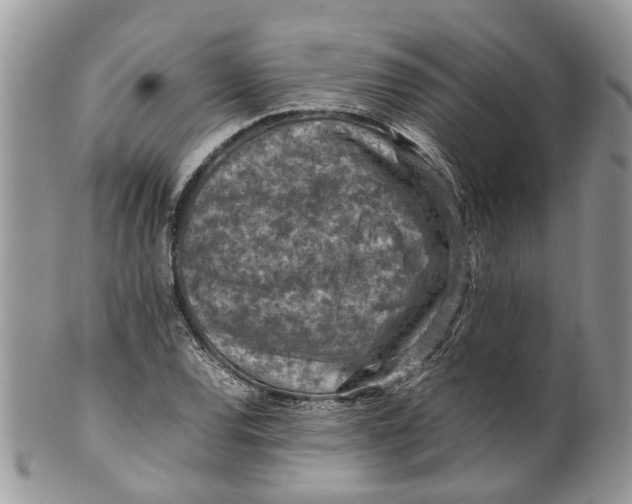 X0000099511120200806051140