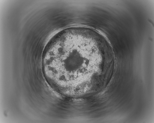 X0000099511231200806051139