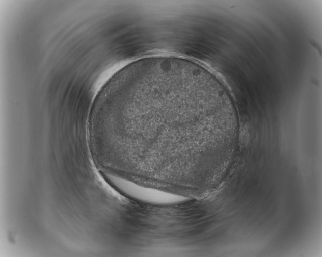 X0000099511239200806051139