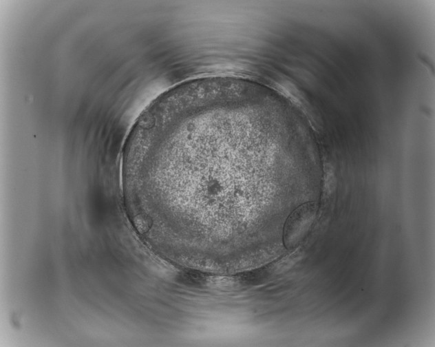 X0000099511275200806051138