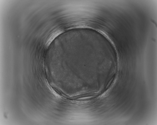 X0000099511289200806051138