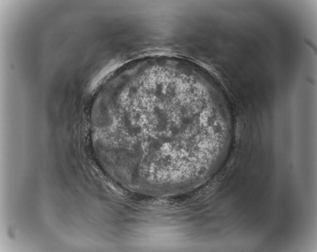 X0000099511359200806051137