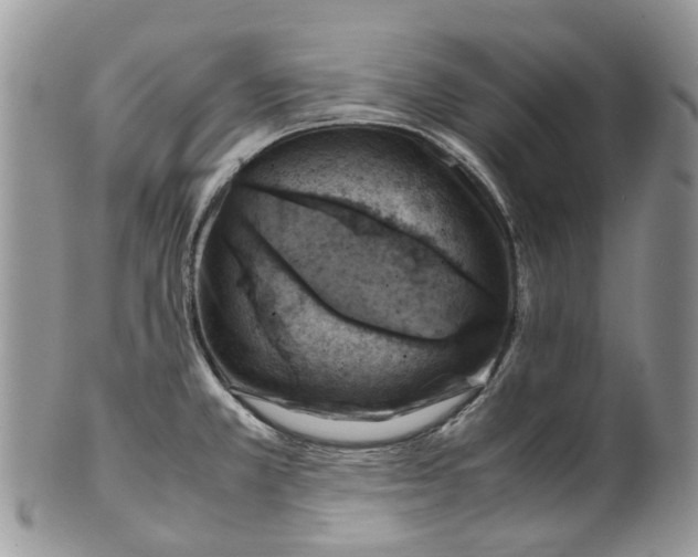 X0000099511381200806051136