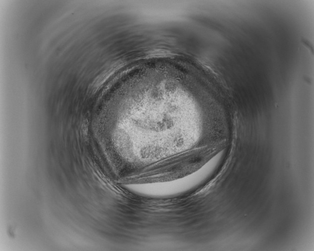 X0000099511401200806051136