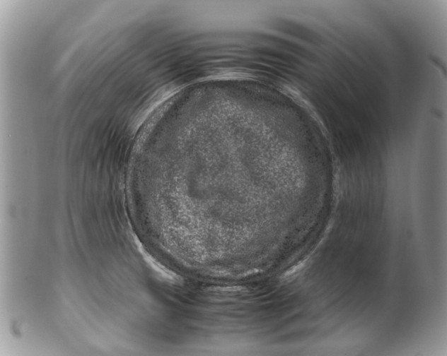 X0000099511425200806051136