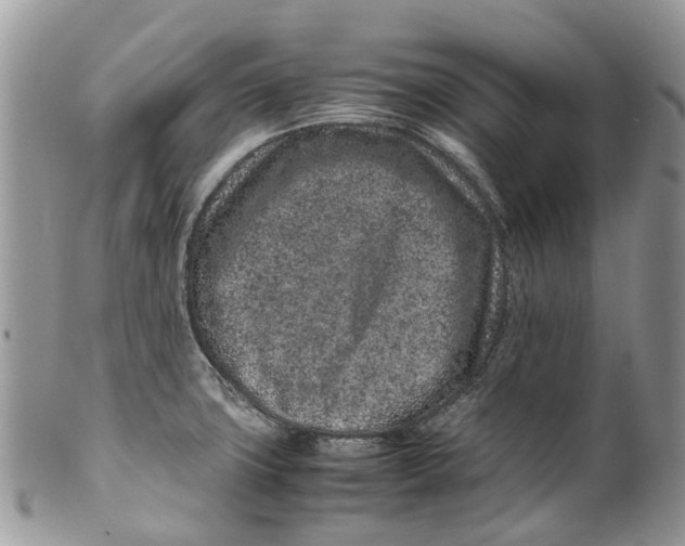 X0000099511427200806051136