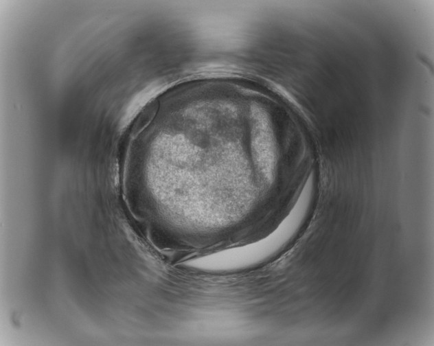 X0000099511461200806051135