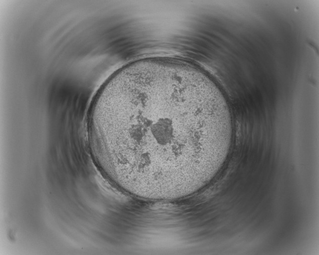 X0000099511466200806051135