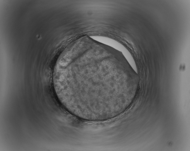 X0000099510029200806121449