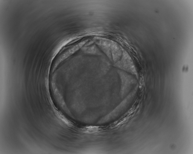X0000099510052200806121448