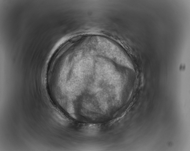 X0000099510056200806121448