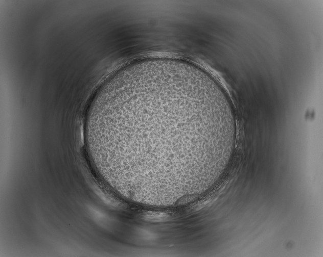 X0000099510061200806121448