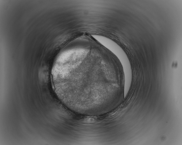 X0000099510080200806121448