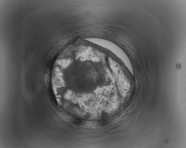 X0000099510127200806121447