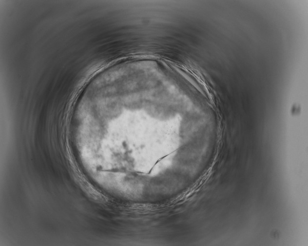 X0000099510145200806121446